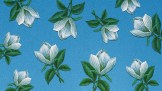 Magnolia flowers